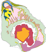 overview